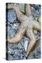 USA, Alaska. A sea star on the beach at low tide.-Margaret Gaines-Stretched Canvas