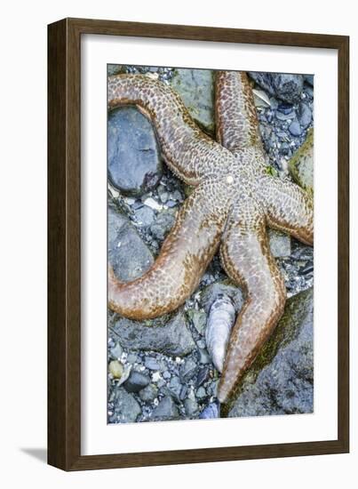 USA, Alaska. A sea star on the beach at low tide.-Margaret Gaines-Framed Photographic Print