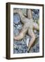 USA, Alaska. A sea star on the beach at low tide.-Margaret Gaines-Framed Photographic Print