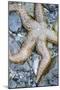 USA, Alaska. A sea star on the beach at low tide.-Margaret Gaines-Mounted Photographic Print