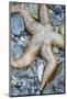 USA, Alaska. A sea star on the beach at low tide.-Margaret Gaines-Mounted Photographic Print