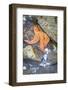 USA, Alaska. A starfish nestled between the rocks at low tide.-Margaret Gaines-Framed Photographic Print