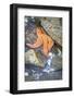 USA, Alaska. A starfish nestled between the rocks at low tide.-Margaret Gaines-Framed Photographic Print