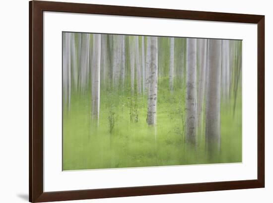 USA, Alaska. Abstract blur of birch trees.-Jaynes Gallery-Framed Premium Photographic Print