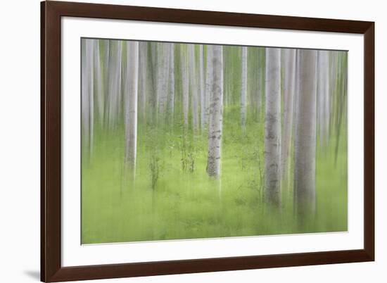 USA, Alaska. Abstract blur of birch trees.-Jaynes Gallery-Framed Premium Photographic Print