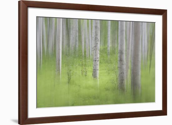 USA, Alaska. Abstract blur of birch trees.-Jaynes Gallery-Framed Premium Photographic Print