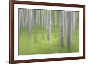 USA, Alaska. Abstract blur of birch trees.-Jaynes Gallery-Framed Premium Photographic Print