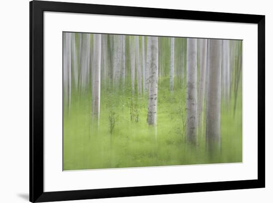 USA, Alaska. Abstract blur of birch trees.-Jaynes Gallery-Framed Premium Photographic Print