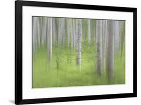 USA, Alaska. Abstract blur of birch trees.-Jaynes Gallery-Framed Premium Photographic Print