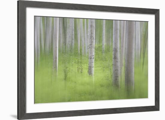 USA, Alaska. Abstract blur of birch trees.-Jaynes Gallery-Framed Premium Photographic Print