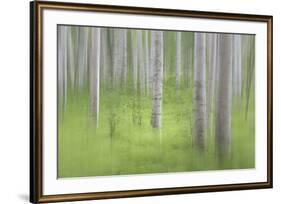 USA, Alaska. Abstract blur of birch trees.-Jaynes Gallery-Framed Premium Photographic Print