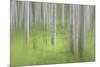 USA, Alaska. Abstract blur of birch trees.-Jaynes Gallery-Mounted Premium Photographic Print