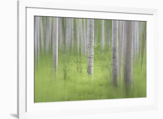 USA, Alaska. Abstract blur of birch trees.-Jaynes Gallery-Framed Photographic Print