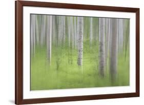 USA, Alaska. Abstract blur of birch trees.-Jaynes Gallery-Framed Photographic Print