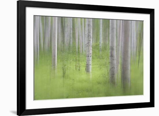 USA, Alaska. Abstract blur of birch trees.-Jaynes Gallery-Framed Photographic Print