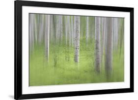 USA, Alaska. Abstract blur of birch trees.-Jaynes Gallery-Framed Photographic Print