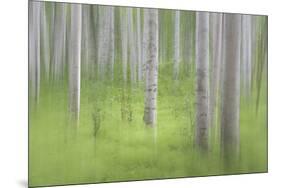USA, Alaska. Abstract blur of birch trees.-Jaynes Gallery-Mounted Photographic Print