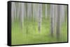 USA, Alaska. Abstract blur of birch trees.-Jaynes Gallery-Framed Stretched Canvas
