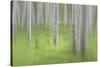 USA, Alaska. Abstract blur of birch trees.-Jaynes Gallery-Stretched Canvas
