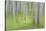 USA, Alaska. Abstract blur of birch trees.-Jaynes Gallery-Stretched Canvas