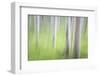 USA, Alaska. Abstract motion blur of birch trees.-Jaynes Gallery-Framed Photographic Print