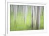 USA, Alaska. Abstract motion blur of birch trees.-Jaynes Gallery-Framed Photographic Print