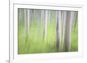 USA, Alaska. Abstract motion blur of birch trees.-Jaynes Gallery-Framed Photographic Print