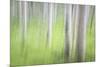 USA, Alaska. Abstract motion blur of birch trees.-Jaynes Gallery-Mounted Photographic Print