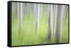 USA, Alaska. Abstract motion blur of birch trees.-Jaynes Gallery-Framed Stretched Canvas