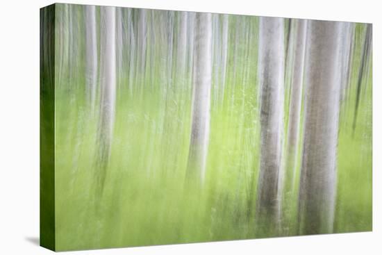 USA, Alaska. Abstract motion blur of birch trees.-Jaynes Gallery-Stretched Canvas