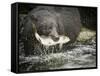 USA, Alaska, Anan Creek. Close-up of black bear catching salmon.-Don Paulson-Framed Stretched Canvas