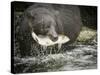 USA, Alaska, Anan Creek. Close-up of black bear catching salmon.-Don Paulson-Stretched Canvas