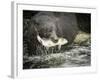 USA, Alaska, Anan Creek. Close-up of black bear catching salmon.-Don Paulson-Framed Photographic Print