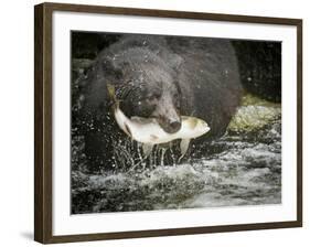 USA, Alaska, Anan Creek. Close-up of black bear catching salmon.-Don Paulson-Framed Photographic Print