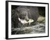 USA, Alaska, Anan Creek. Close-up of black bear catching salmon.-Don Paulson-Framed Photographic Print