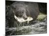 USA, Alaska, Anan Creek. Close-up of black bear catching salmon.-Don Paulson-Mounted Photographic Print