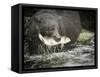 USA, Alaska, Anan Creek. Close-up of black bear catching salmon.-Don Paulson-Framed Stretched Canvas