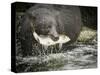 USA, Alaska, Anan Creek. Close-up of black bear catching salmon.-Don Paulson-Stretched Canvas