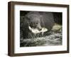 USA, Alaska, Anan Creek. Close-up of black bear catching salmon.-Don Paulson-Framed Photographic Print