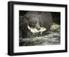 USA, Alaska, Anan Creek. Close-up of black bear catching salmon.-Don Paulson-Framed Photographic Print