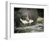 USA, Alaska, Anan Creek. Close-up of black bear catching salmon.-Don Paulson-Framed Photographic Print