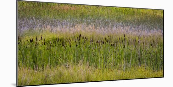 USA, Alaska, Anchorage. Scenic of Potter Marsh.-Jaynes Gallery-Mounted Premium Photographic Print