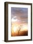 USA, Alaska, Anchorage, sunset from hillside-Savanah Stewart-Framed Photographic Print