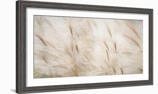 USA, Alaska, Arctic. Abstract of foxtail barley.-Jaynes Gallery-Framed Photographic Print