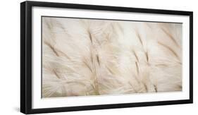 USA, Alaska, Arctic. Abstract of foxtail barley.-Jaynes Gallery-Framed Photographic Print