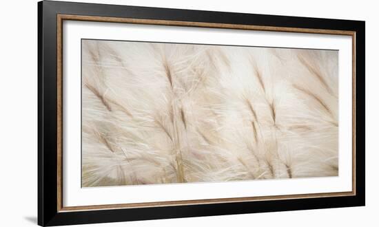 USA, Alaska, Arctic. Abstract of foxtail barley.-Jaynes Gallery-Framed Photographic Print