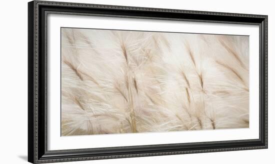 USA, Alaska, Arctic. Abstract of foxtail barley.-Jaynes Gallery-Framed Photographic Print