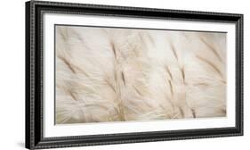 USA, Alaska, Arctic. Abstract of foxtail barley.-Jaynes Gallery-Framed Photographic Print