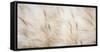 USA, Alaska, Arctic. Abstract of foxtail barley.-Jaynes Gallery-Framed Stretched Canvas