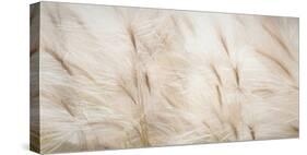 USA, Alaska, Arctic. Abstract of foxtail barley.-Jaynes Gallery-Stretched Canvas